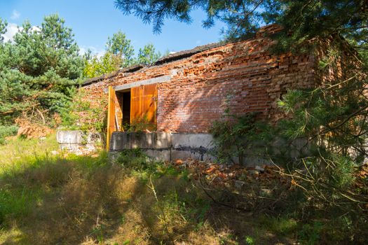 The large abandoned brick building is surrounded by tall, slender trees