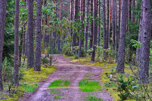 A wide path in the middle of a forest glade surrounded by tall, beautiful trees