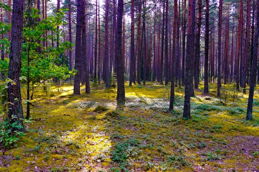 the forest lawn is covered with grass and high with slender trees