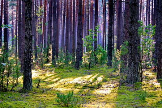 the forest lawn is covered with grass and high with slender trees