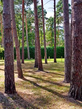 beautiful forest meadow with tall, slender trees