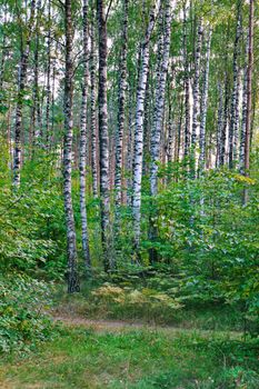 the forest lawn is covered with grass and high with slender trees