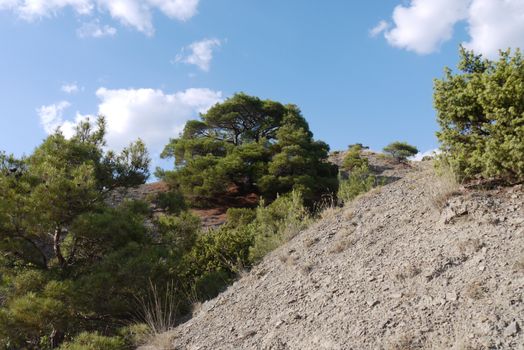 A large broad tree on a steep slope covered with grass on the background of a blue sky