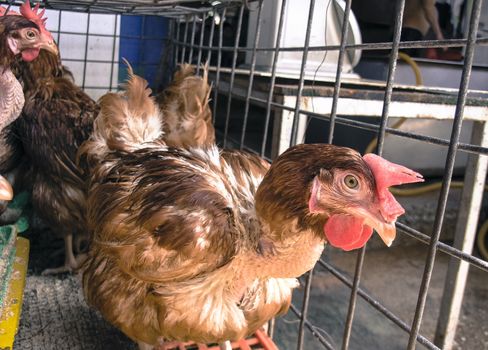 caged chickens close up 