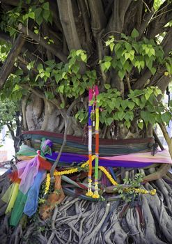 holy Tree in Thailand 