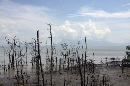dead mangroves in sarawak and sky 