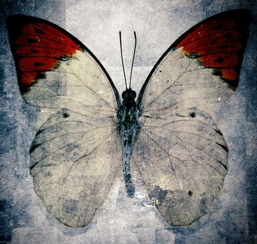 grunge butterfly image 