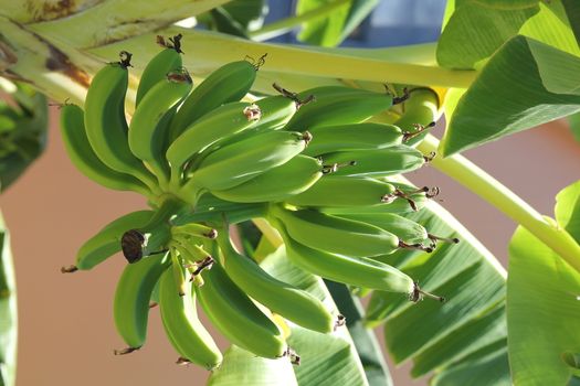 Green banana on banana tree