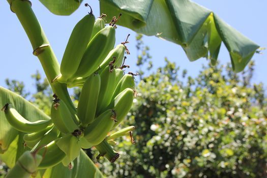 Green banana on banana tree