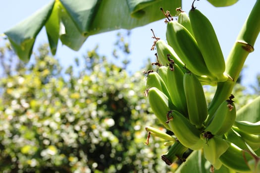 Green banana on banana tree