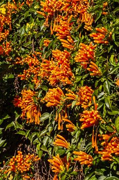 A wall covered with flowering Pyrostegia venusta, the orange, trumpet vine.