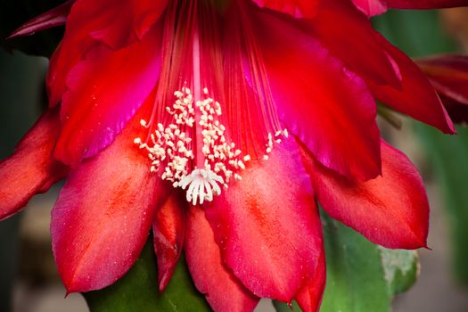 The red flower of the Schlumbergera epiphyllum cactus, Also known as the Christmas or Thanksgiving flower.