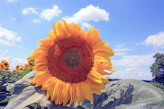 sunflower on the blue sky background. Close up