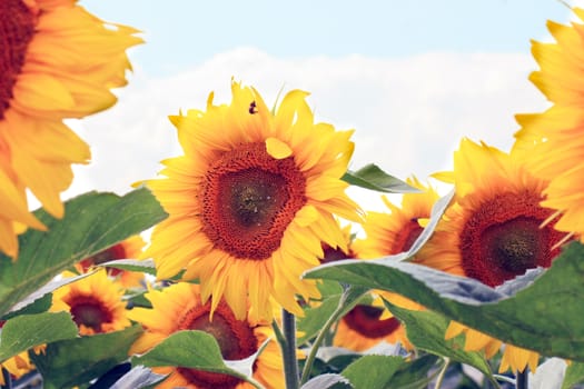 sunflowers on the blue sky background. Agricultural field