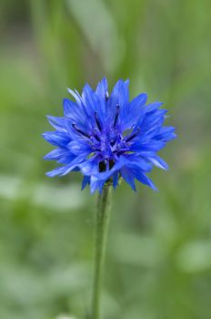 blue cornflower blossomed on blurred green nature background