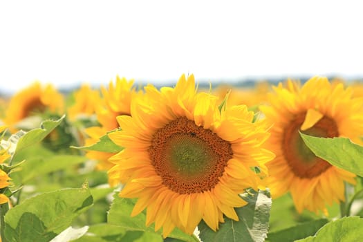 sunflower on the blue sky background. Close up