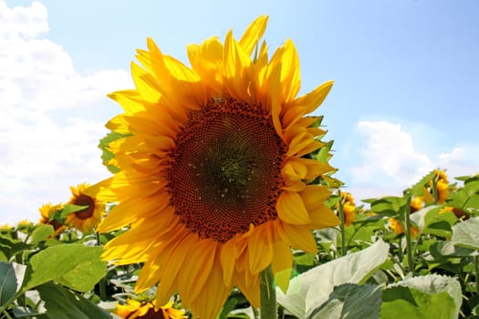 sunflower on the blue sky background. Close up