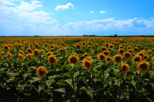 sunflowers field on the blue sky background.