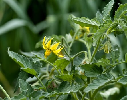 flowering of tomato in the open air