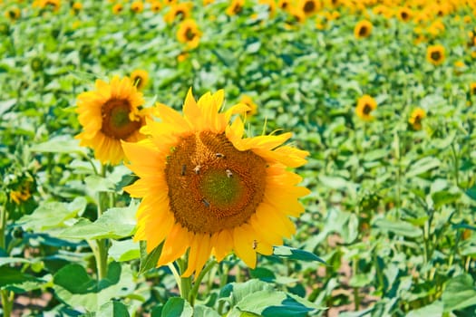 sunflowers on the green field with sunflowers background.