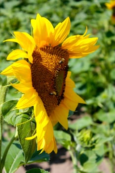 sunflowers on the green field with sunflowers background.