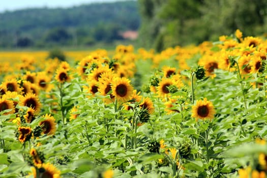 Field of sunflowers. Composition of nature. Agricultural field