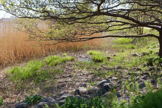 Marshy ground and rocks beneath a wide-branched tree. Yellow reeds grow at the water's edge.