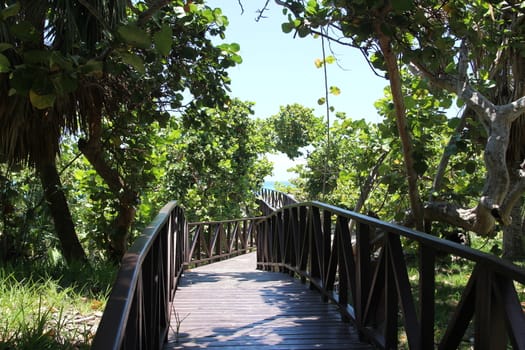 Wooden road through the green jungle