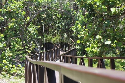 Wooden road through the green jungle