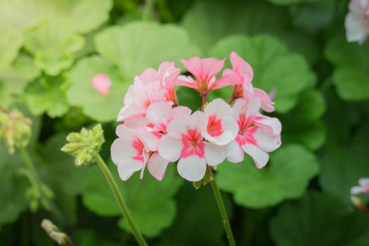 The background image of the colorful flowers, background nature