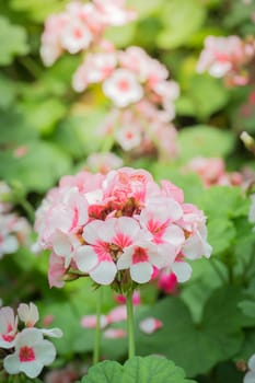 The background image of the colorful flowers, background nature