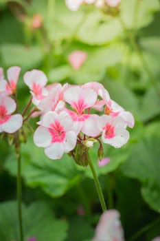 The background image of the colorful flowers, background nature