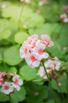 The background image of the colorful flowers, background nature