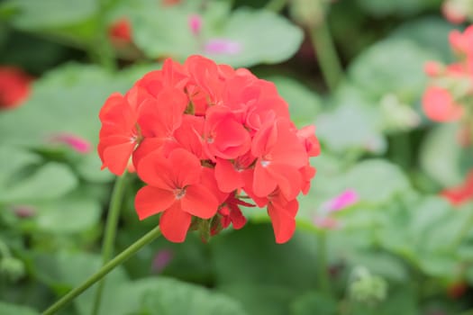 The background image of the colorful flowers, background nature