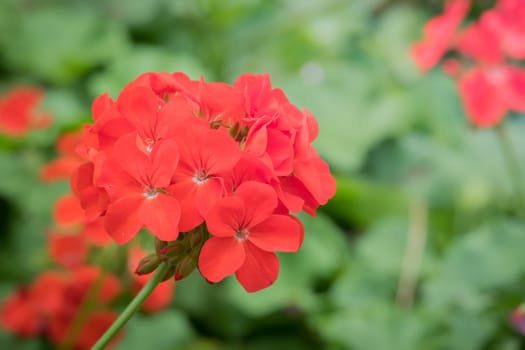 The background image of the colorful flowers, background nature