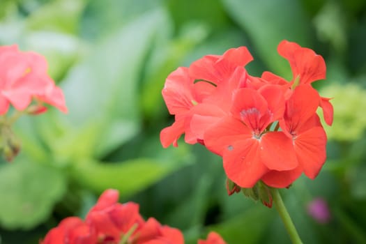 The background image of the colorful flowers, background nature