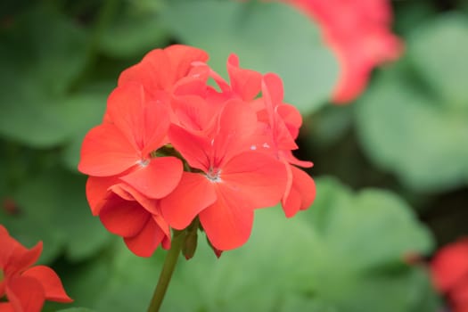 The background image of the colorful flowers, background nature