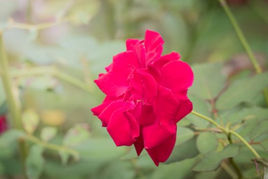 The background image of the colorful flowers, background nature