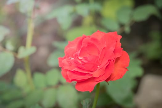 The background image of the colorful flowers, background nature