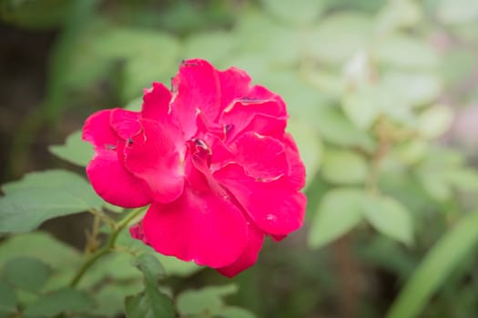 The background image of the colorful flowers, background nature