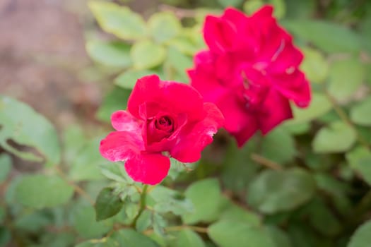 The background image of the colorful flowers, background nature