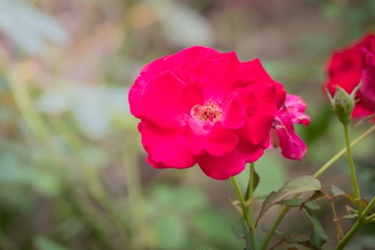 The background image of the colorful flowers, background nature