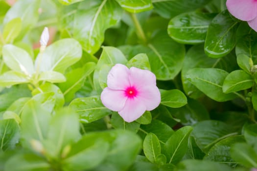 The background image of the colorful flowers, background nature