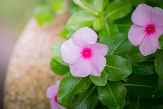 The background image of the colorful flowers, background nature