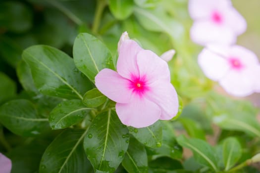 The background image of the colorful flowers, background nature