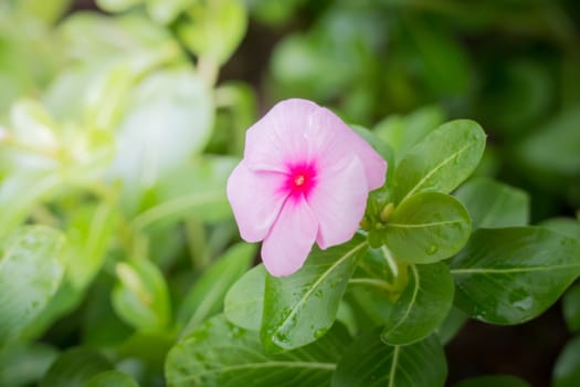 The background image of the colorful flowers, background nature