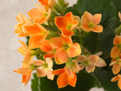 Close-up of several beautiful flowers, Kalanchoe blossfeldiana, blooming orange color with green leaves on white background.Delicate Kalanchoe blossfeldiana blooming orange color with green leaves on white background.