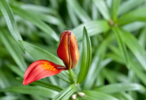 blooming Bud of tiger Lily, one petal has already appeared