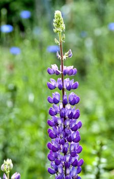 purple Lupin blooms on blurred nature background, counter light