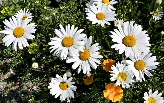 garden daisies illuminated by the morning sun